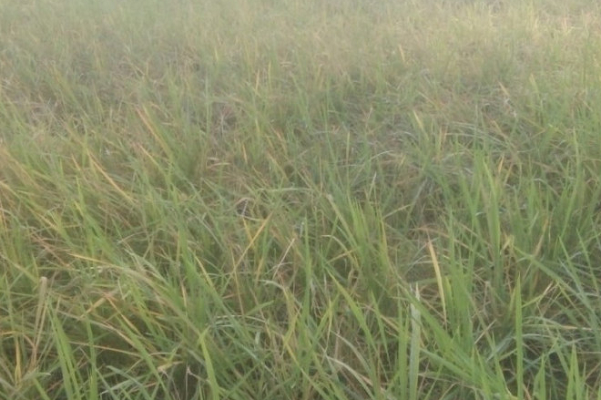 Areal sawah petani di Desa Pangaribuan, Kecamatan Angkola Muaratais, Kabupaten Tapanuli Selatan yang rusak dan terancam puso akibat serangan hama tikus.
