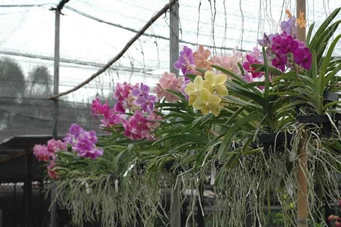 Foto bunga anggrek di 