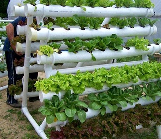 Praktik pembudidayaan ini juga sudah ditemui di beberapa tempat, salah satunya adalah Masyarakat Desa Bandar Klippa , Kecamatan Percut Sei Tuan, Kabupaten Deli Serdang
